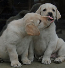 yellow lab puppies loving each other
