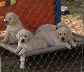 four yellow lab puppies on a bed outside