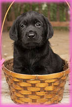black Labrador puppy in a basket